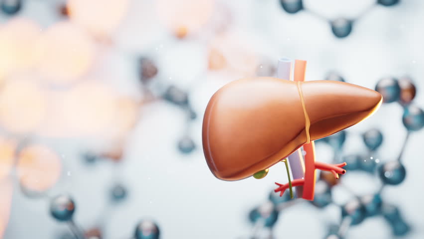 Liver with transparent molecules background, 3d rendering. Motion graphic.