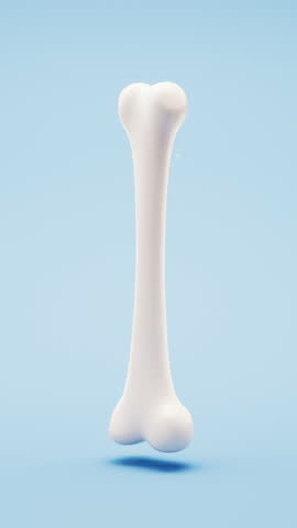 Biological anatomy of the skeleton and bone health, 3d rendering. Motion graphic.