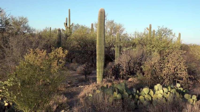 saguaro national park arizona USA