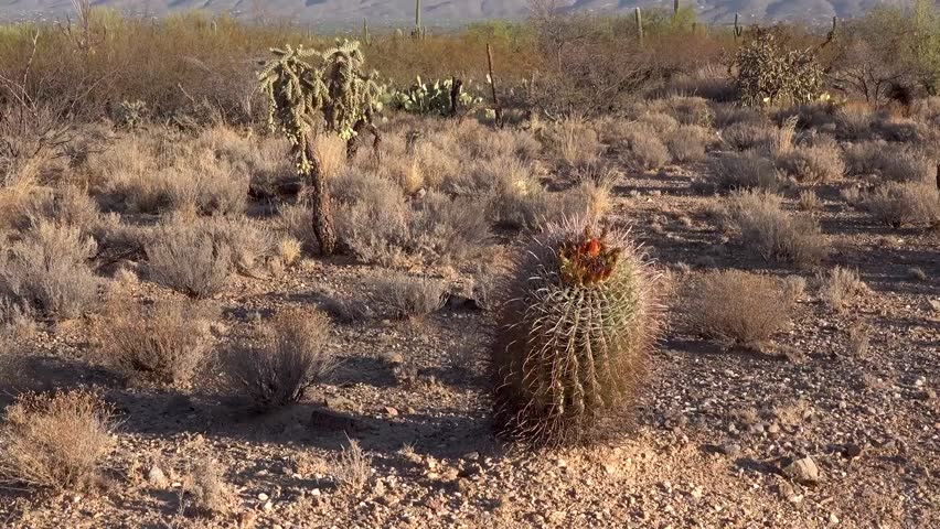saguaro national park arizona USA