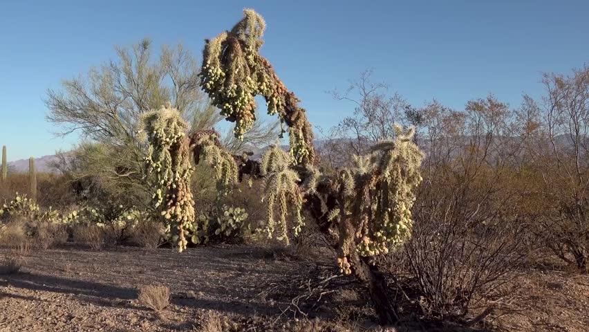 saguaro national park arizona USA