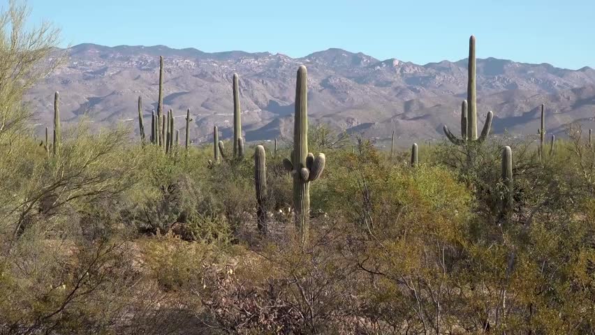 saguaro national park arizona USA