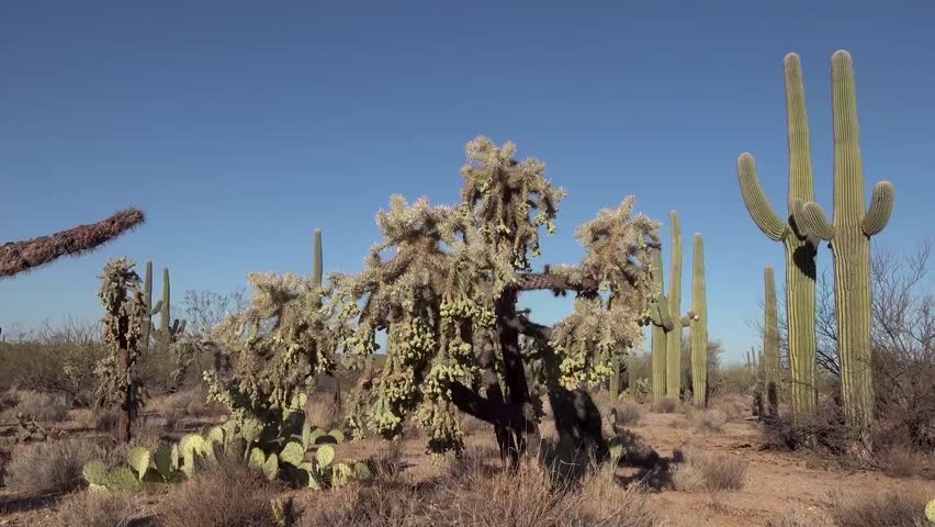 saguaro national park arizona USA