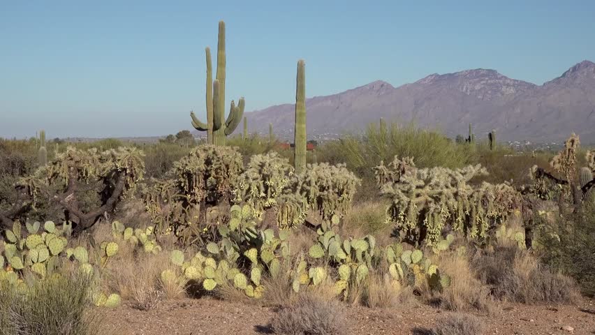 saguaro national park arizona USA