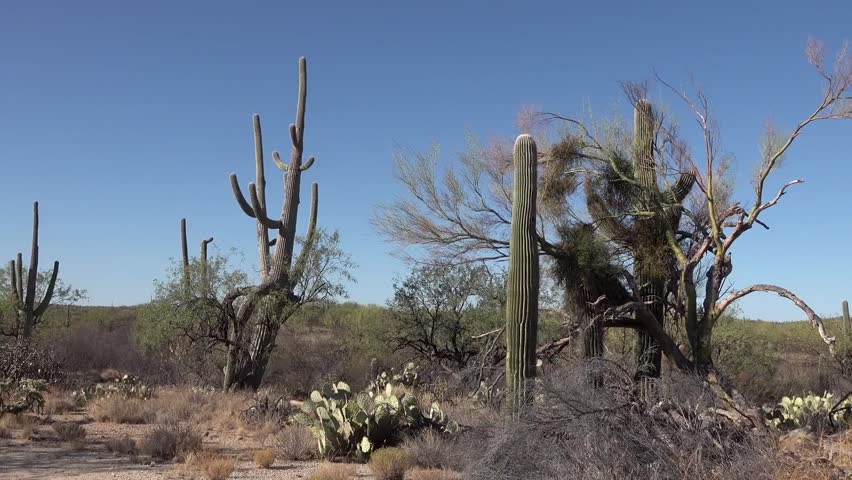 saguaro national park arizona USA