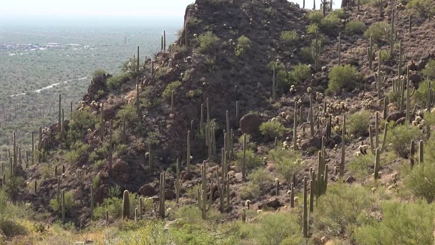 saguaro national park arizona USA