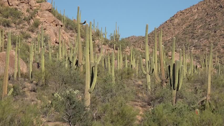 saguaro national park arizona USA