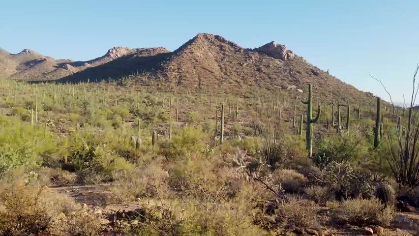 saguaro national park arizona USA