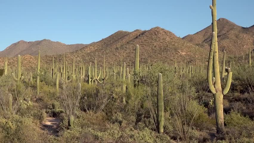 saguaro national park arizona USA