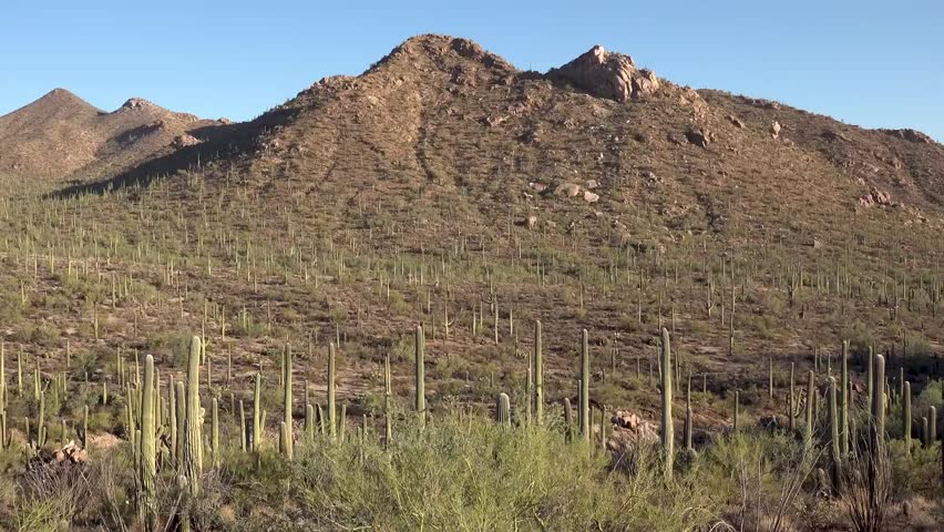 saguaro national park arizona USA