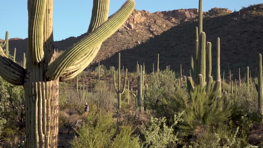 saguaro national park arizona USA