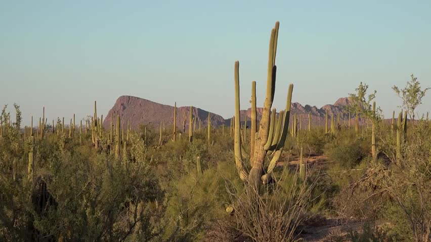 saguaro national park arizona USA