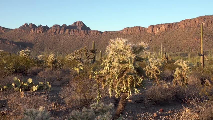 saguaro national park arizona USA