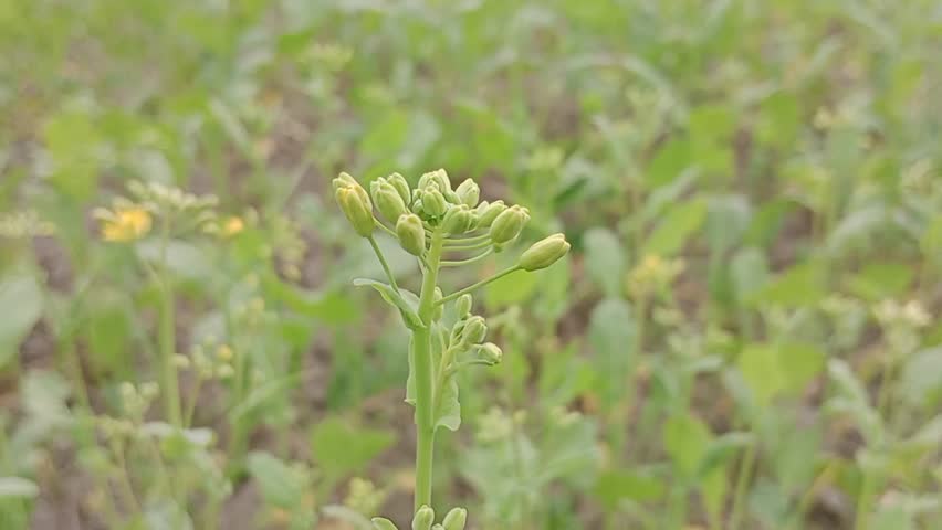 Mustard Crop at Flowering Stage
