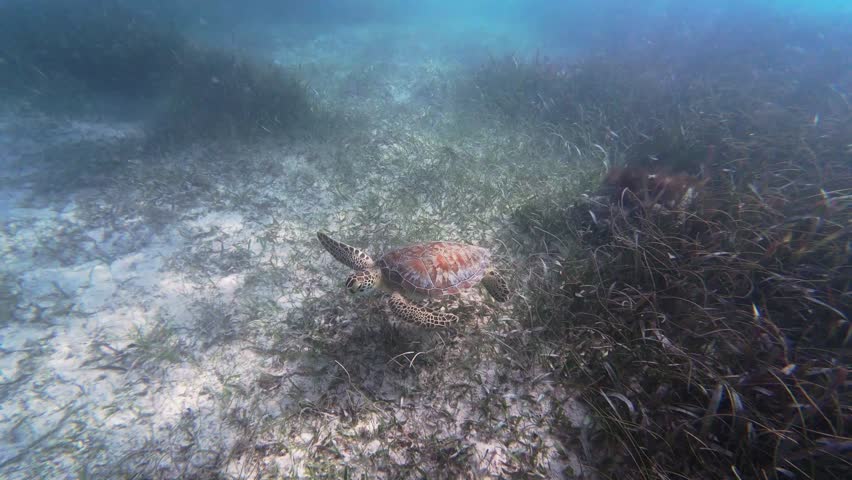 A green sea turtle (Chelonia mydas) swimming in the clear sea water of Tsuuk Akumal Natural Park on a sunny day in Akumal town, Mexico
