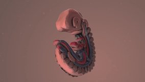 Anatomical Structure of the Equine Embryo - Powered by Shutterstock - Get 15% off with code: PIKWIZARD15
