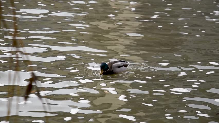 Strasbourg, France - December 1, 2025: Duck swim in water and eat, Ill river in Strasbourg