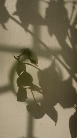 Window and sunset sunlight, vintage curtain and floral shadow on yellow background. Minimal interior decoration. Cozy home. Autumn style aesthetics. Majestic atmospheric mood