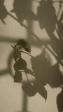 Window and sunset sunlight, vintage curtain and floral shadow on yellow background. Minimal interior decoration. Cozy home. Autumn style aesthetics. Majestic atmospheric mood - Powered by Shutterstock - Get 15% off with code: PIKWIZARD15