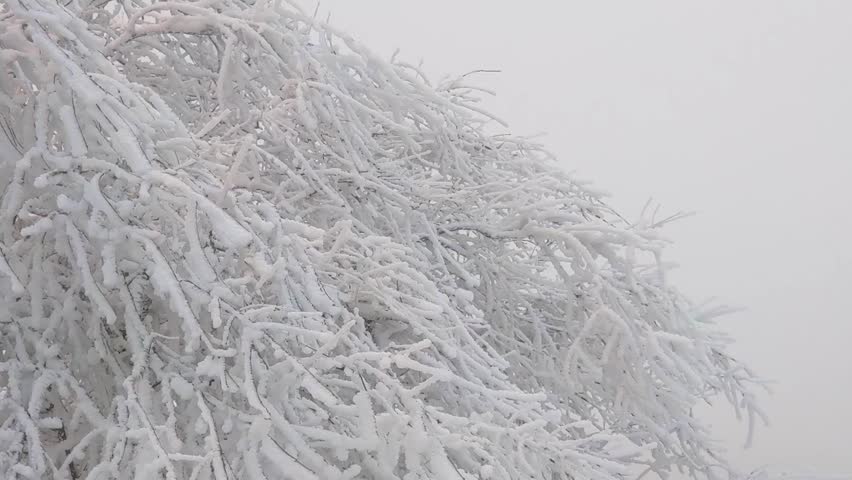Puerto de Navacerrada, Segovia, Spain. Ski Station near Madrid city.
Snowy tree branches sway in the wind. Blizzard weather, snowfall, winter holidays. White fog and snowflakes