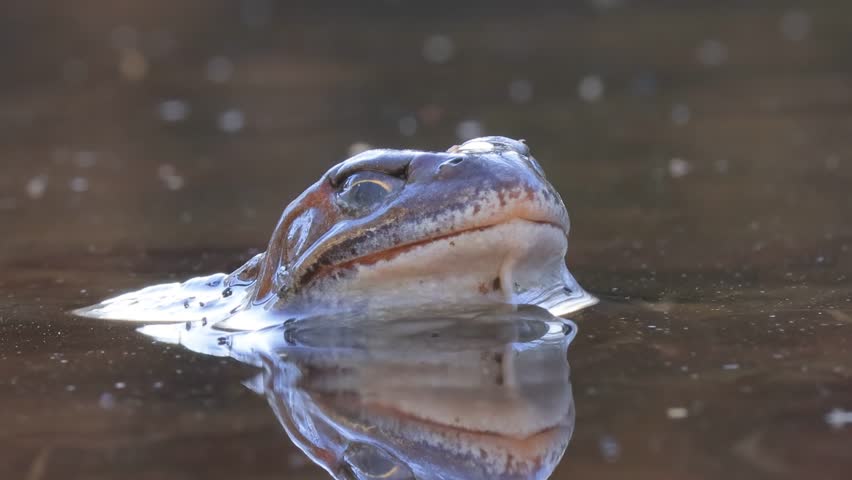 Brown frog (Rana temporaria) close-up in a pond.