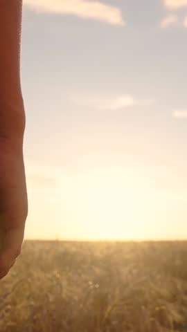 Child, parent holding hands close-up on field in sun rays. Happy family. Father son stretching hands to each other walking together in nature. Family trust. Dad walking with child in summer, sunset