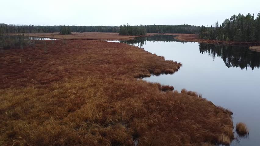 Serene marshland in the Boundary Waters Canoe Area Wilderness, showcasing calm waters, golden autumn grasses and distant trees under an overcast sky.