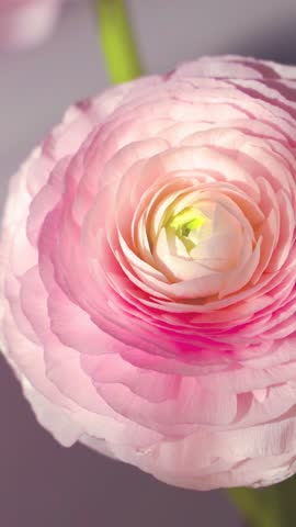 Soft pink ranunculus blossom unfolds in gentle sunlight