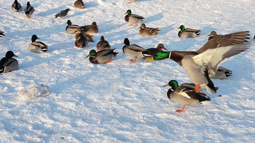 Flight of a duck over snow, 8x slow motion, Russia