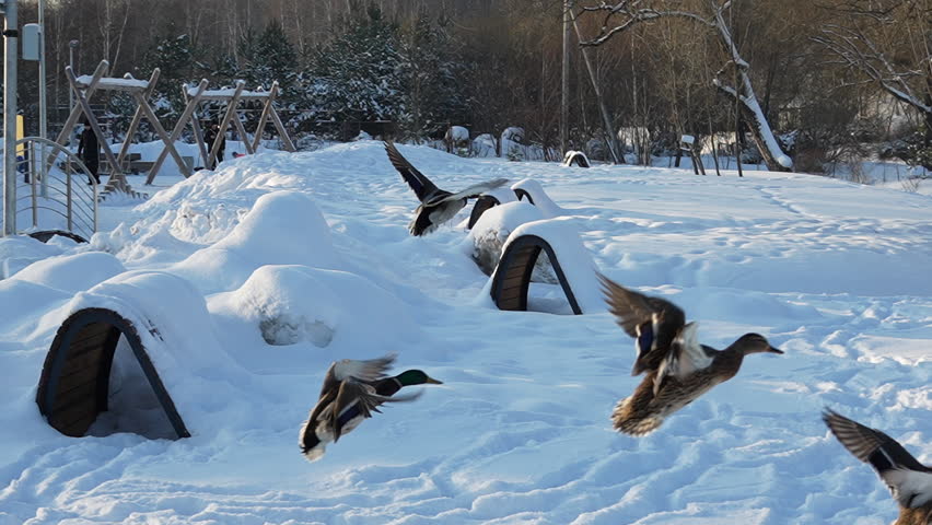 Flight of a duck flock over snow, 8x slow motion, Russia