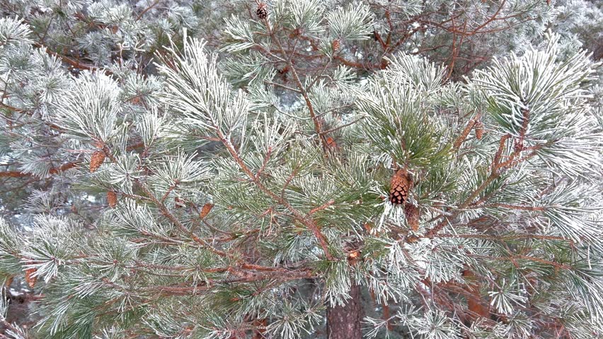 Snow-covered firs and pines in the winter forest. High quality 4k footage