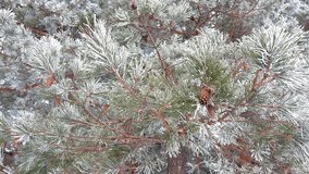 Snow-covered firs and pines in the winter forest. High quality 4k footage - Powered by Shutterstock - Get 15% off with code: PIKWIZARD15