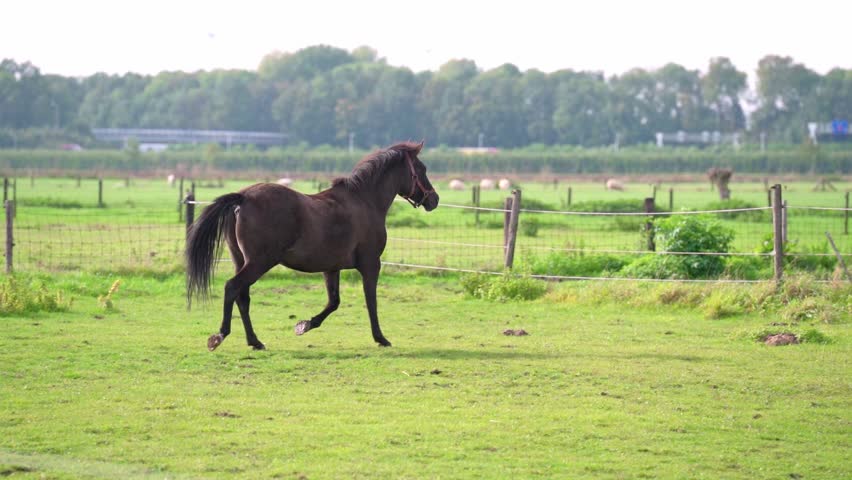 A horse running in slowmotion through a field
