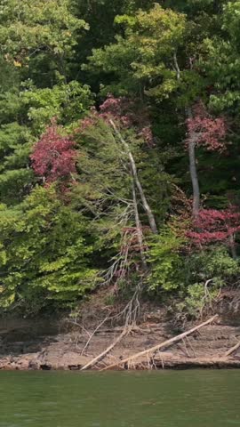 Vertical screen Shoreline of Watauga Lake with Lush Greenery Serene view of Watauga Lake shoreline, featuring dense green trees rocky terrain meeting calm water peaceful natural scene in USA