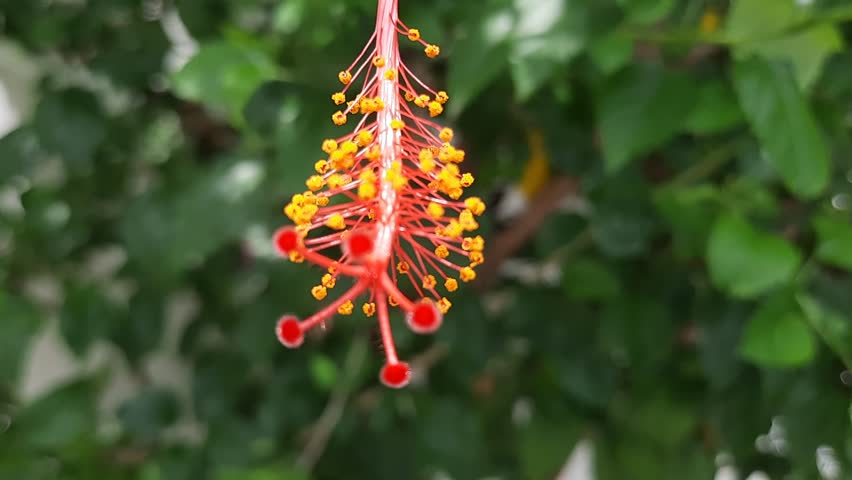 High-definition close-up footage showcasing the intricate details of a hibiscus flower's stamen with vibrant colors and delicate structures in stunning detail. Perfect for nature documentaries, botany