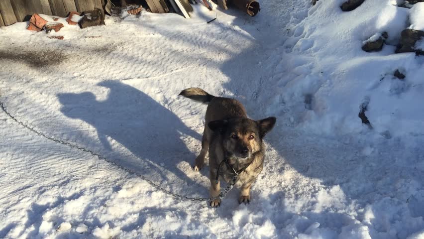 Happy mixed breed dog playing excitedly in snow on winter day, barking and wagging tail in backyard