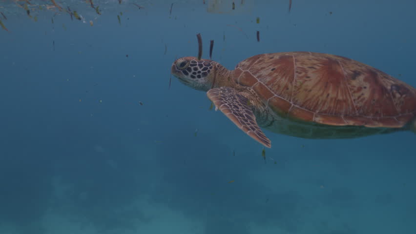 Shutterstock Video