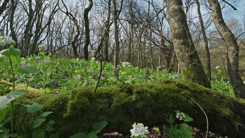 Spring landscape with blooming flowers in forest, slider dolly shot, 4k