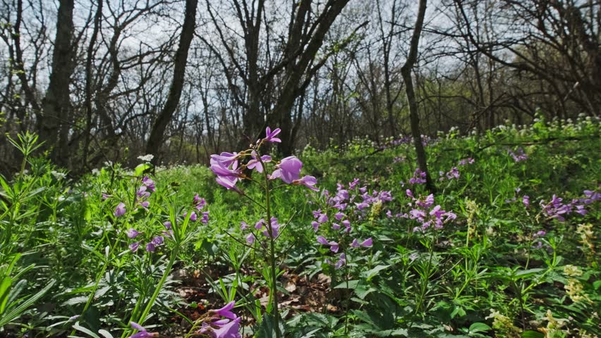 Spring landscape with blooming flowers in forest, slider dolly shot, 4k