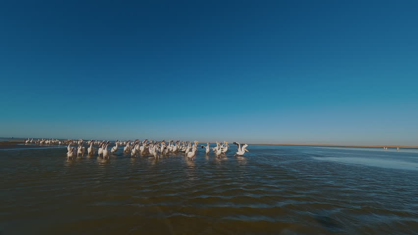 A Flock of Pelicans on the Shore