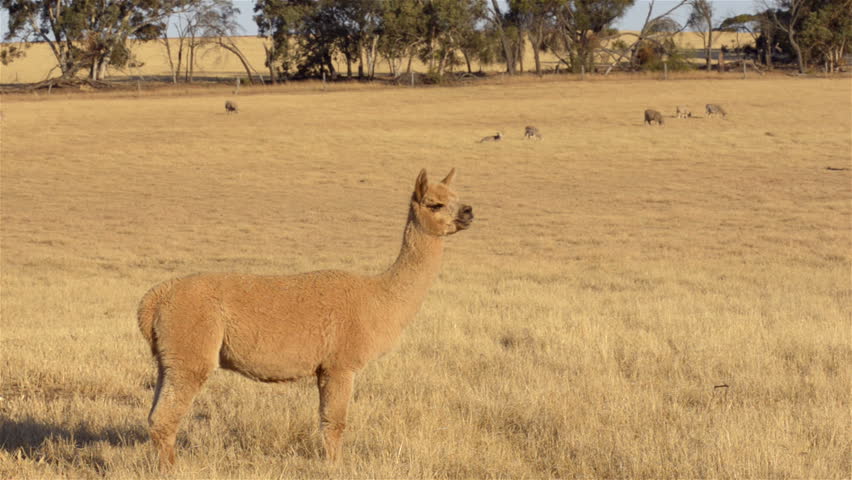 An alpaca standing guard in a dry paddock on an Australian farm. Alpacas are