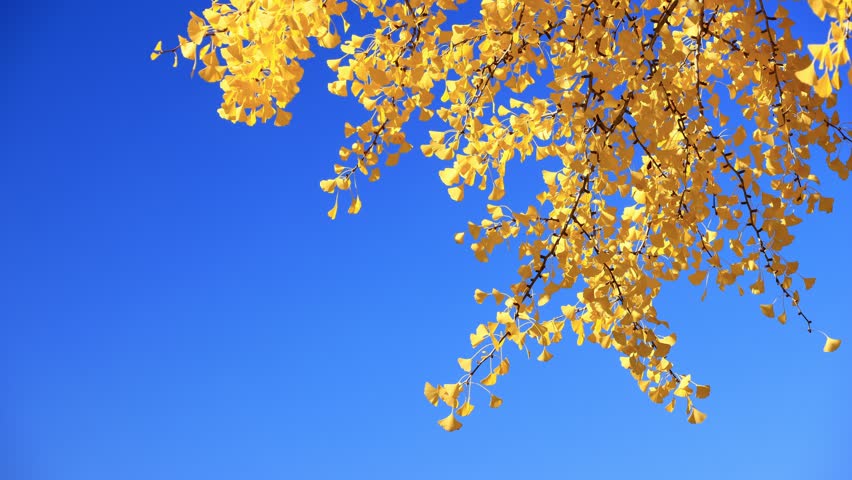 autumn ginkgo leaves swaying in the wind	
