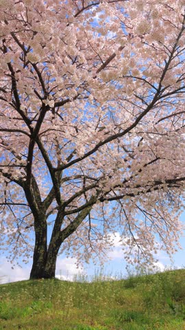 Cherry blossoms swaying in the wind and blue sky	
