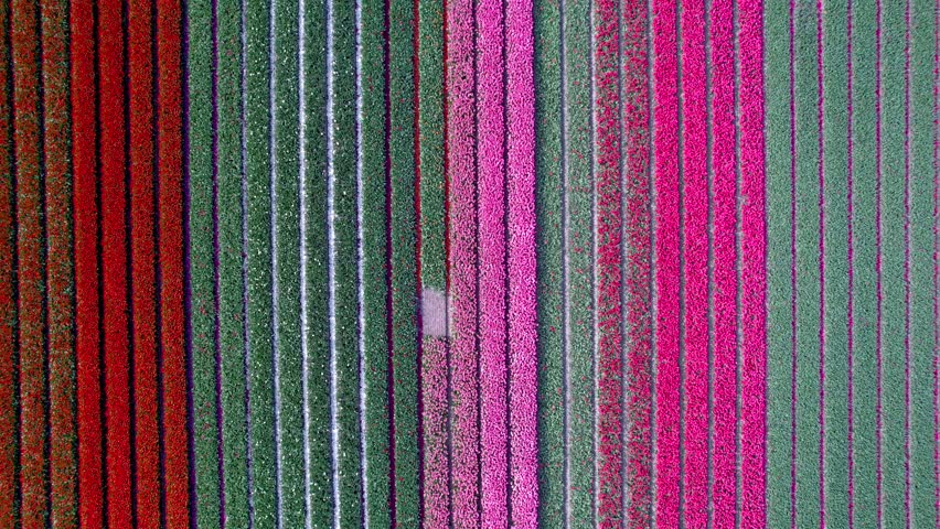 Aerial view of bright colorful Tulips fields grows in the pattern in the Netherlands.