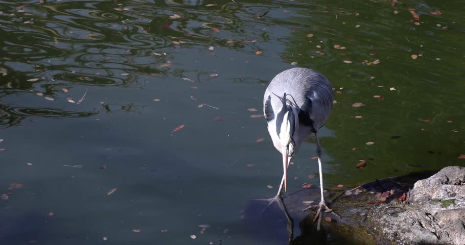 A hunting gray heron on the green pond in winter