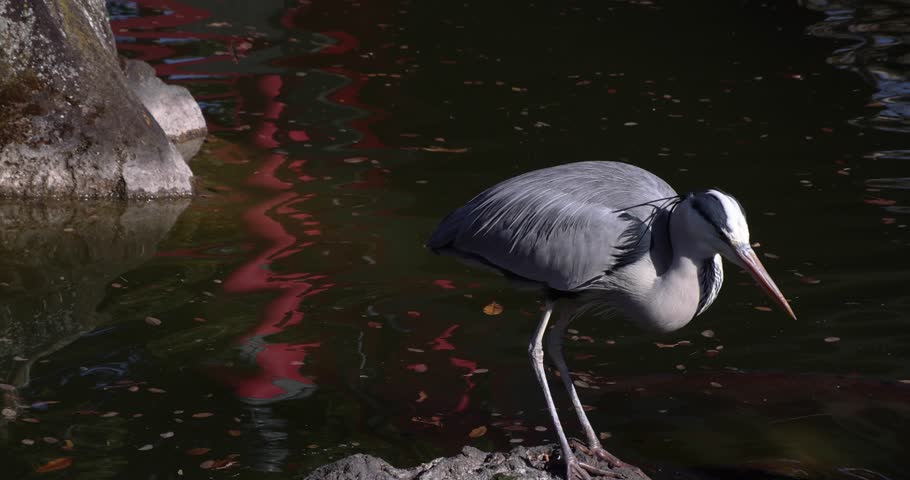 A slow motion of hunting gray heron on the green pond in winter
