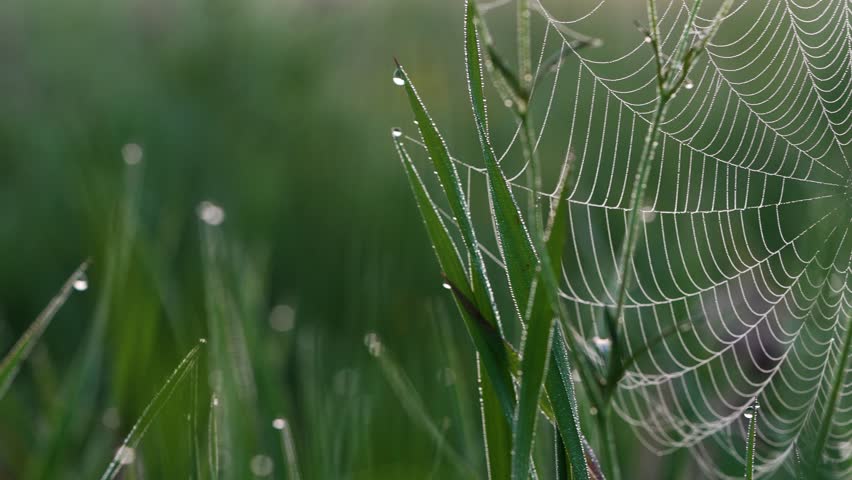 Delicate spiderweb glistening with morning dew, intricate silk threads sparkling in soft golden sunlight against lush green grass background