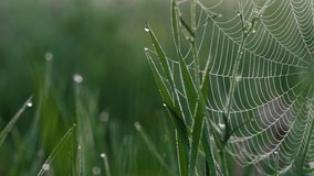Delicate spiderweb glistening with morning dew, intricate silk threads sparkling in soft golden sunlight against lush green grass background - Powered by Shutterstock - Get 15% off with code: PIKWIZARD15