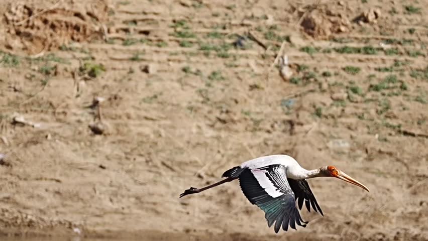 Flying video of Painted stork and white white pelican. Beautiful video of white pelican. Beautiful video of flying painted stork.
