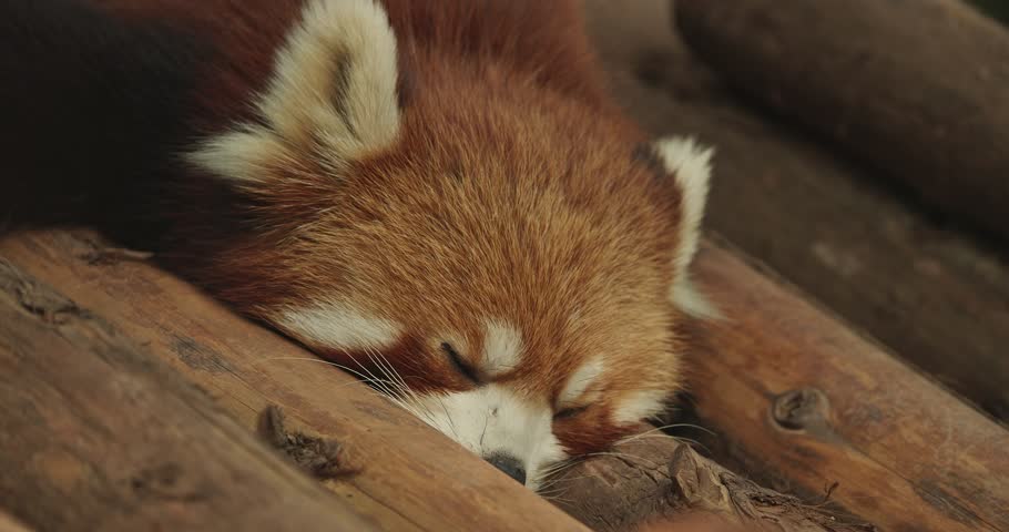 Red Panda Resting Sleep. Cute Red Panda Face Close-up View. Ailurus Fulgens Or Lesser Panda Is Small Mammal Native To The Eastern Himalayas And Southwestern China. Red Pandas Are Also Symbol Of